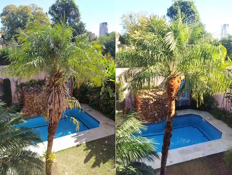 Limpeza de palmeira