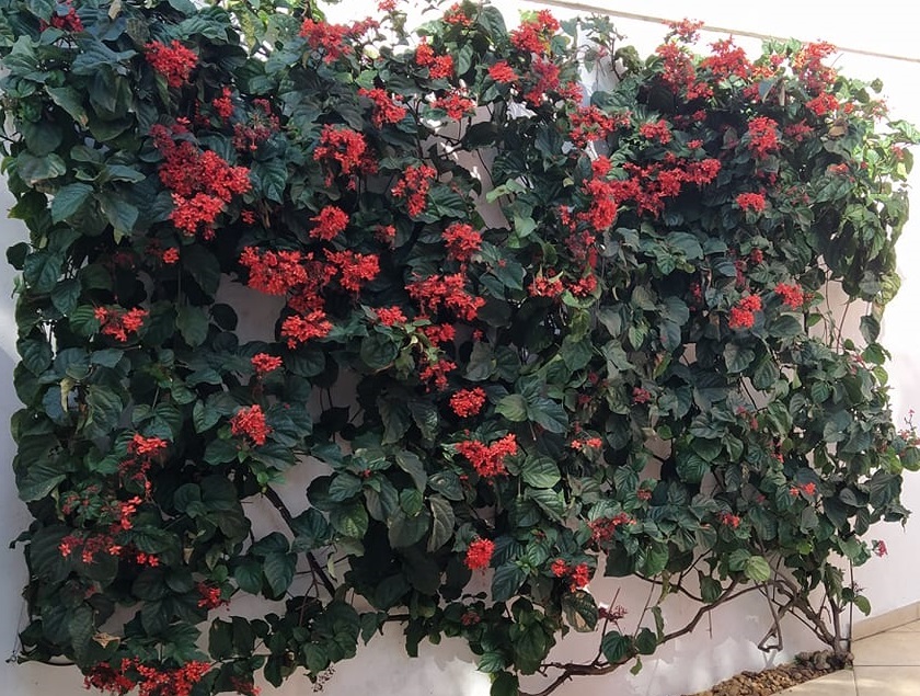 Preenchimento de parede de garagem com flores